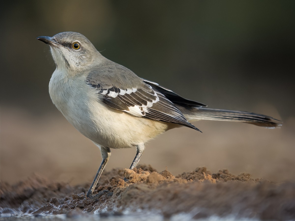 Kuzeyli Taklitçi - ML648682430