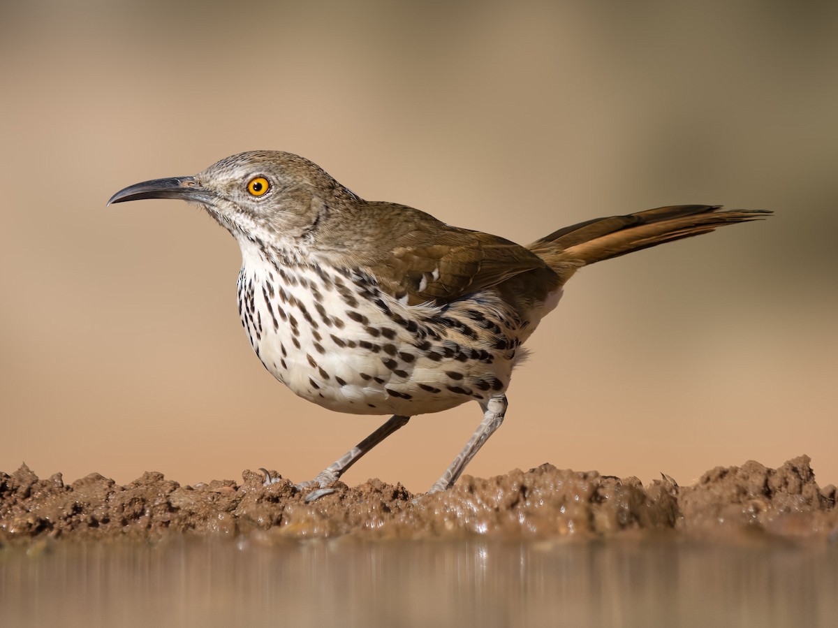 Uzun Gagalı Çöpçü - ML648682441