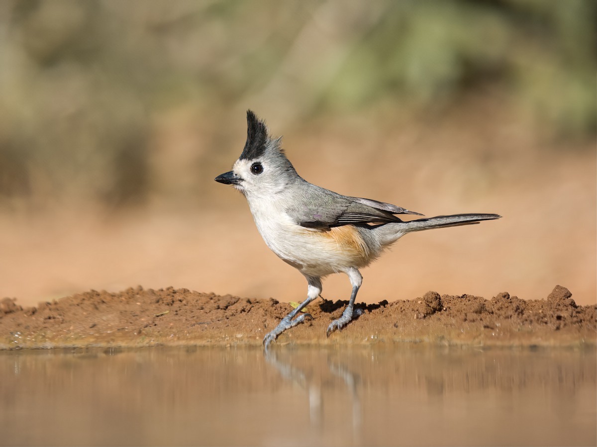 Kara Tepeli Baştankara - ML648682466