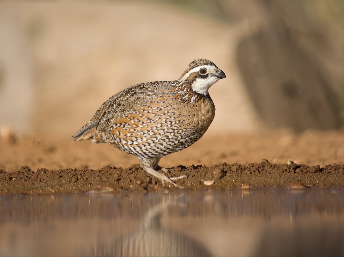 Virjinya Kolini - ML648682573