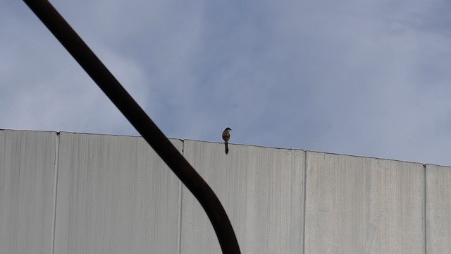 Pie-grièche schach - ML648682597