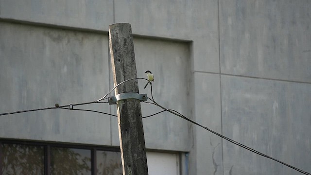 Pie-grièche schach - ML648682601