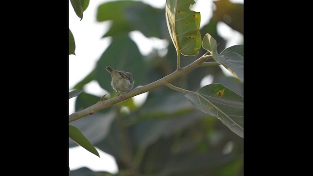 budníček žlutavý - ML648682696