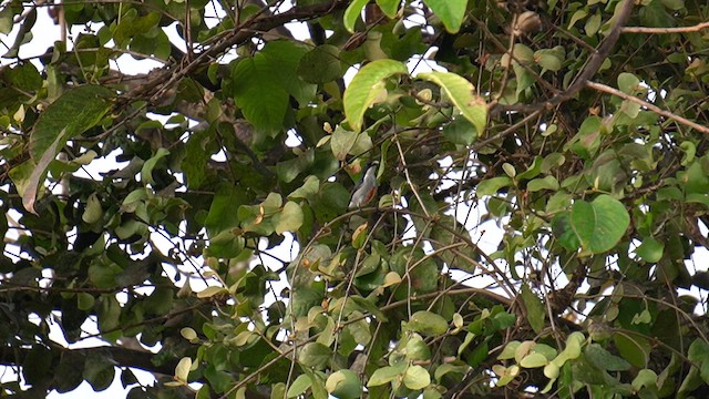 Dicée des Philippines - ML648682705