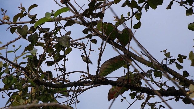 Dicée des Philippines - ML648682741