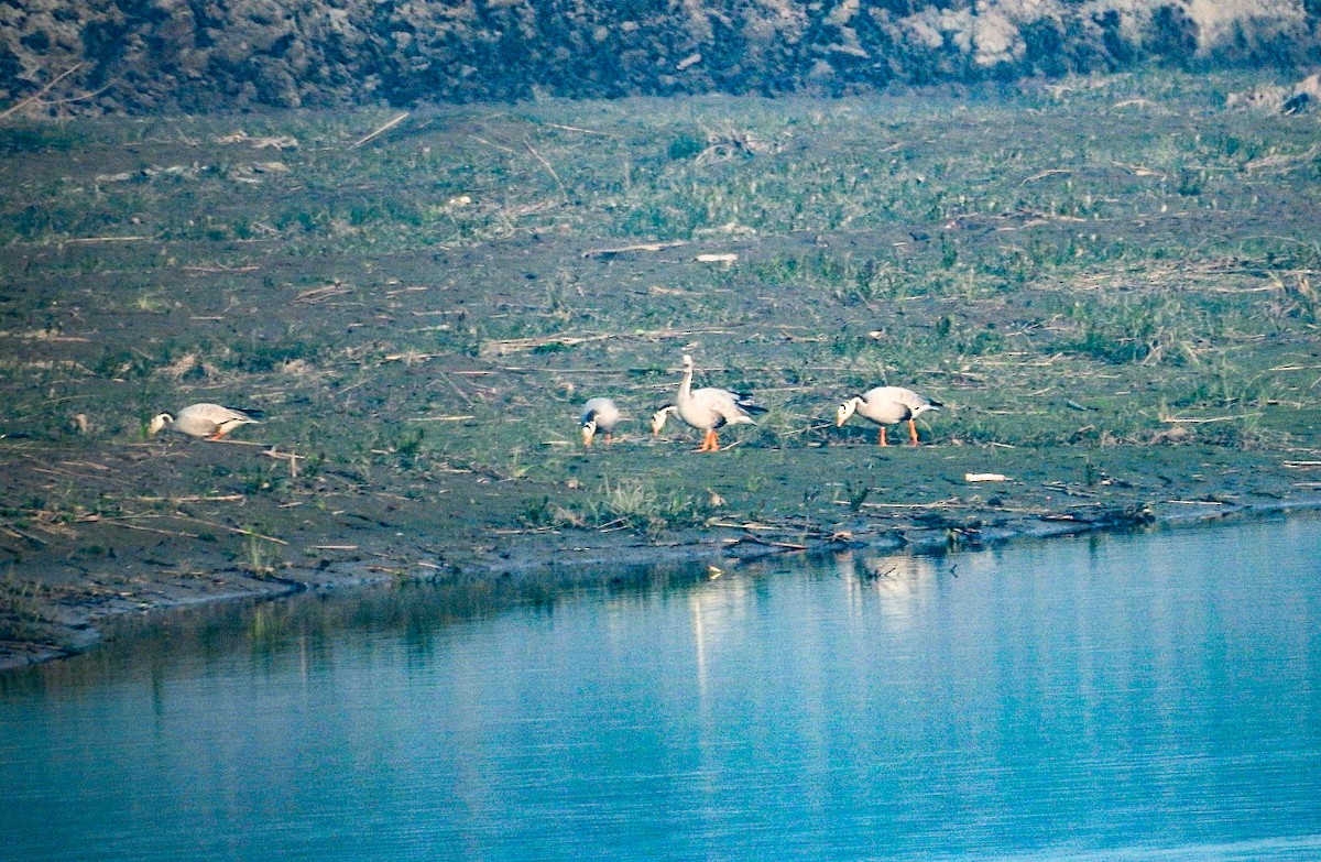 Bar-headed Goose - ML648682748