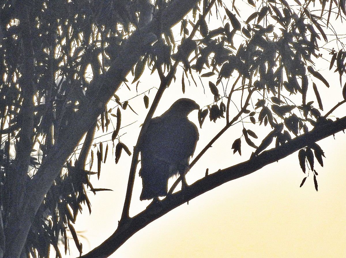 eagle sp. - ML648682822