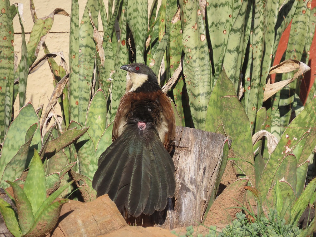 Burchell Kukalı - ML648683109