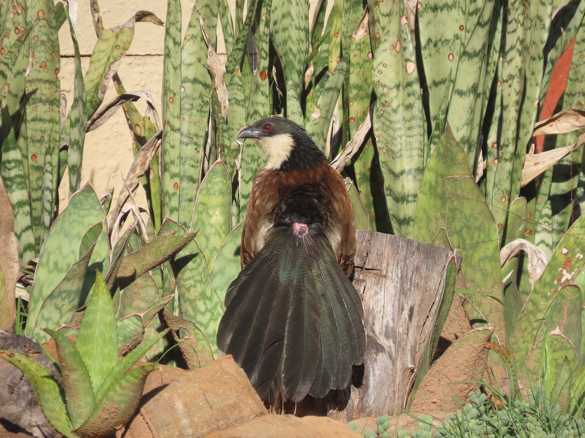 Burchell Kukalı - ML648683110