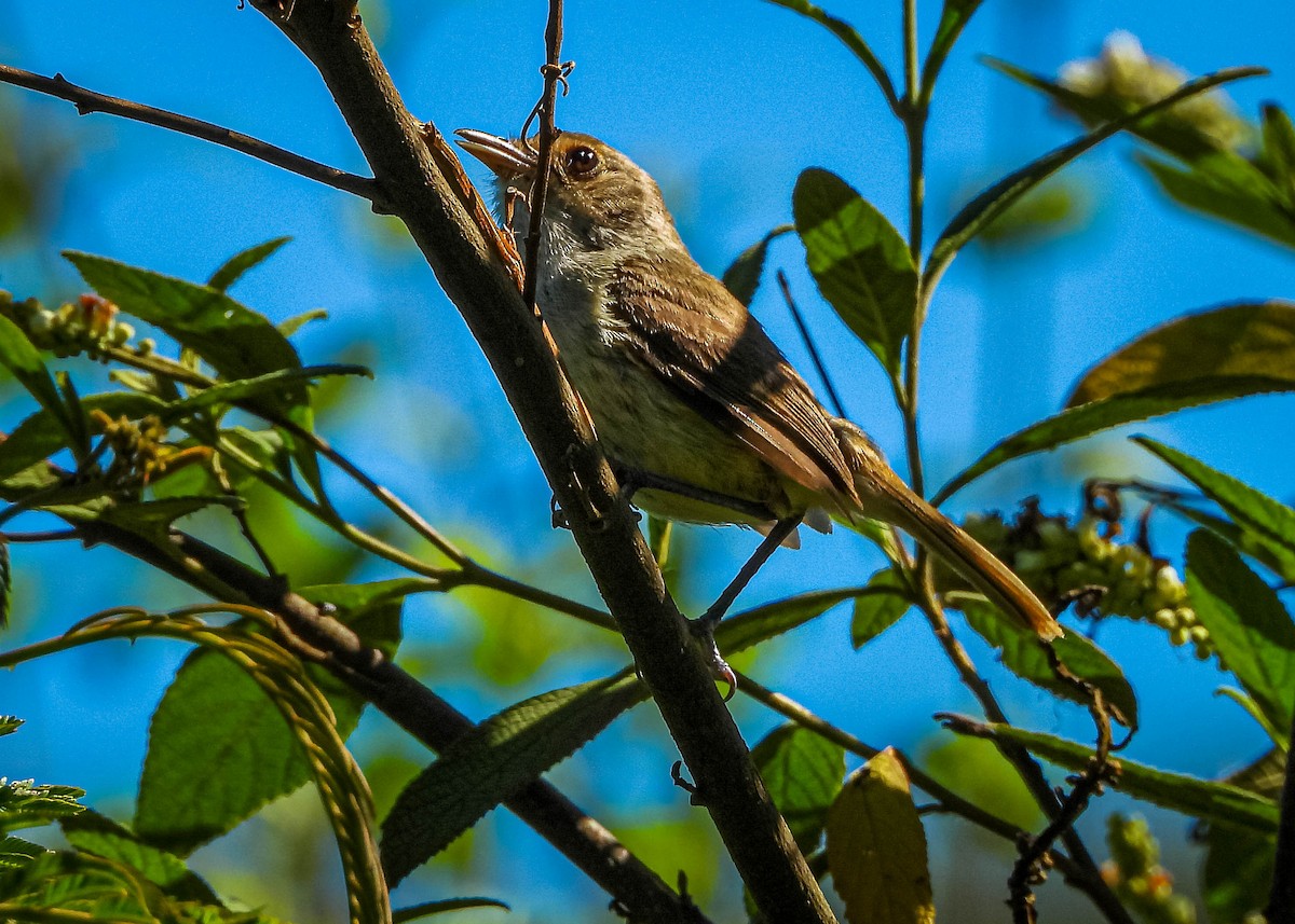 Fulvous-crowned Scrub-Tyrant - ML648683273