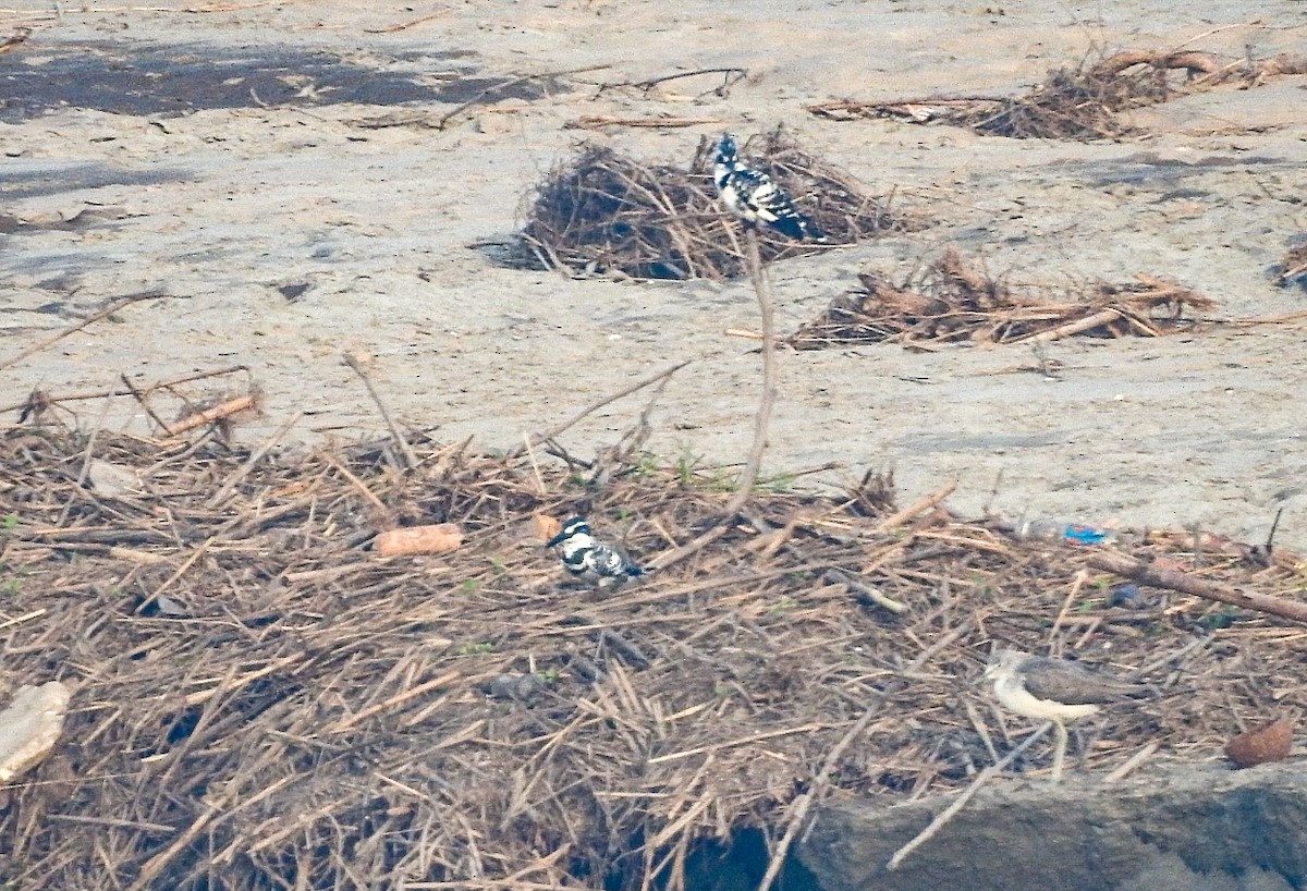 Pied Kingfisher - ML648683398