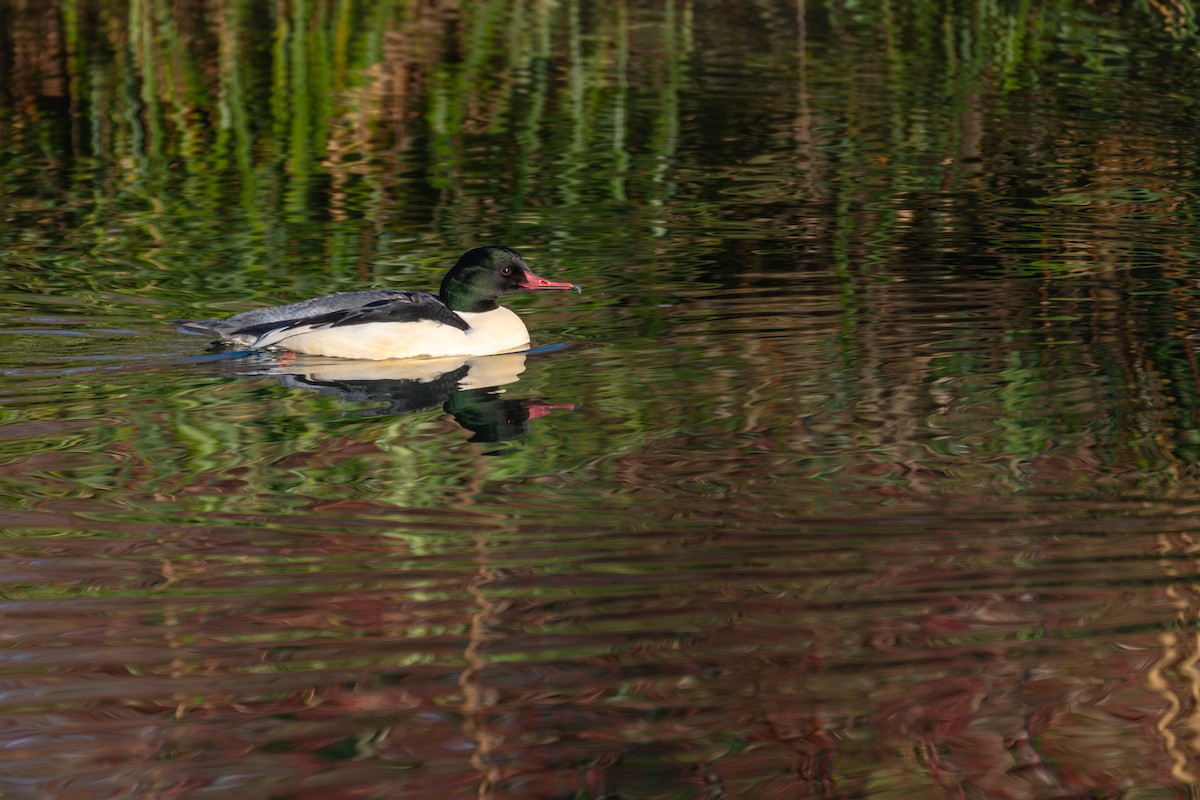 Крех великий - ML648683411