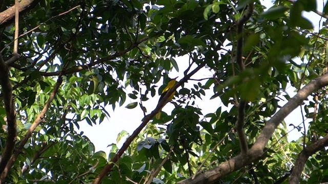 Loriot de Chine - ML648683455