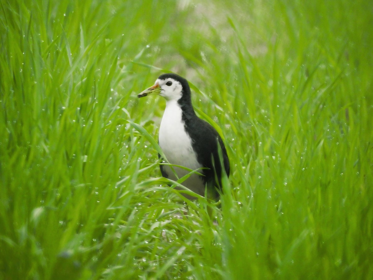 White-breasted Waterhen - ML648683539