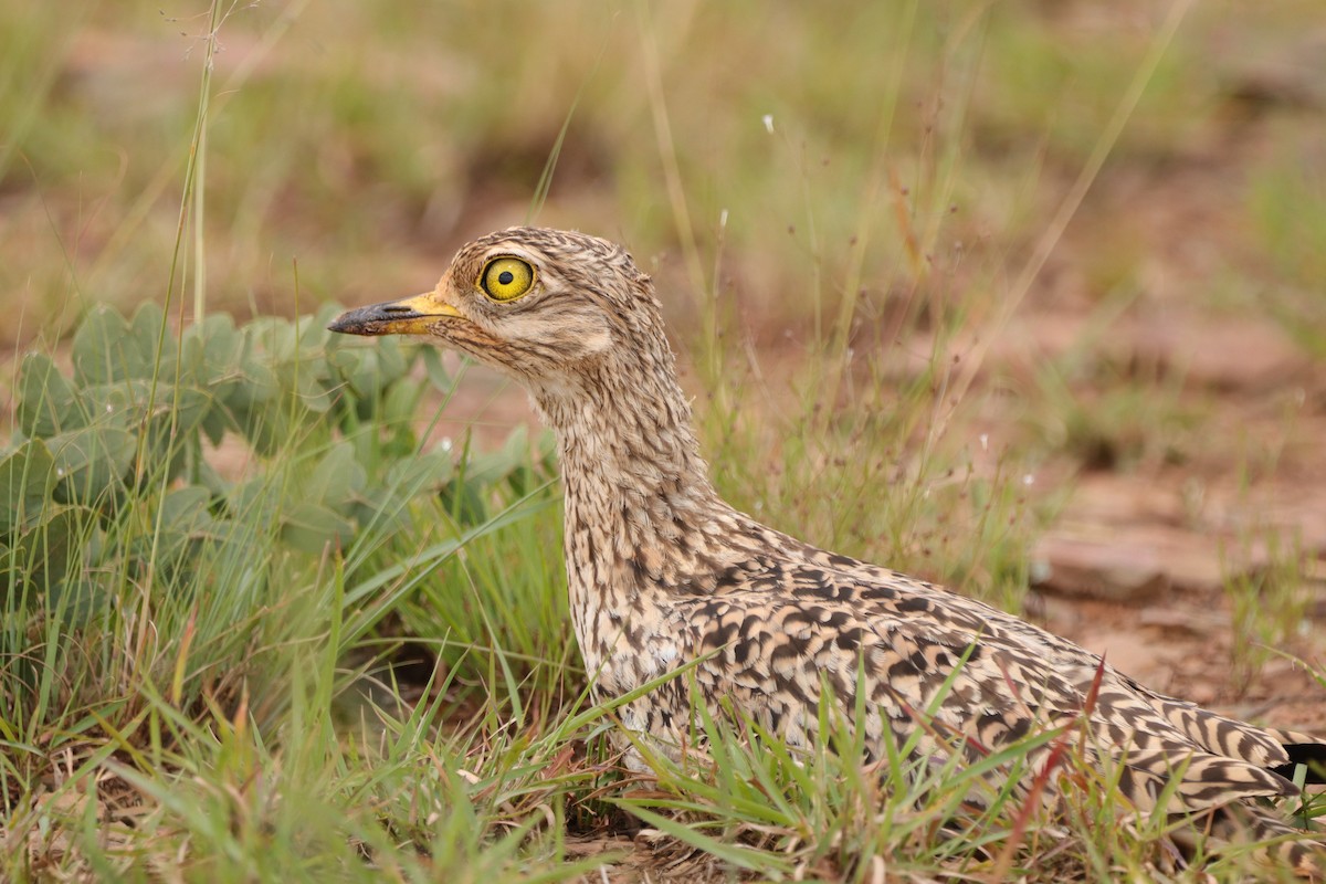 Spotted Thick-knee - ML648683741