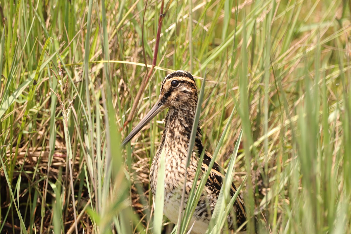 African Snipe - ML648683764