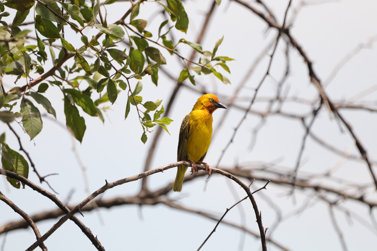 Cape Weaver - ML648683791