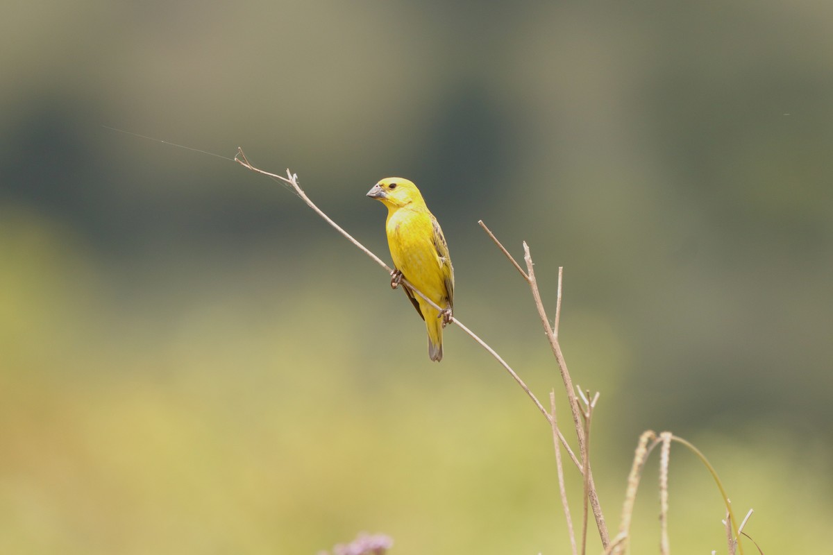 Parasitic Weaver - ML648683805