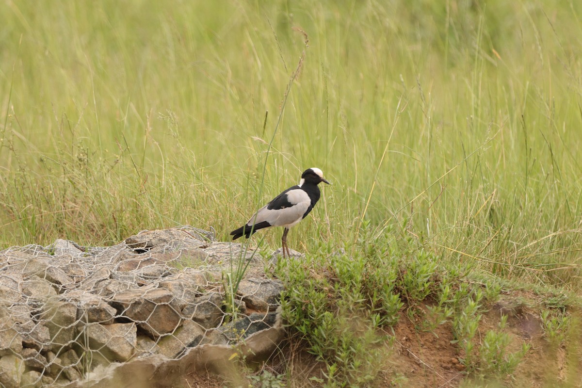 Blacksmith Lapwing - ML648683860