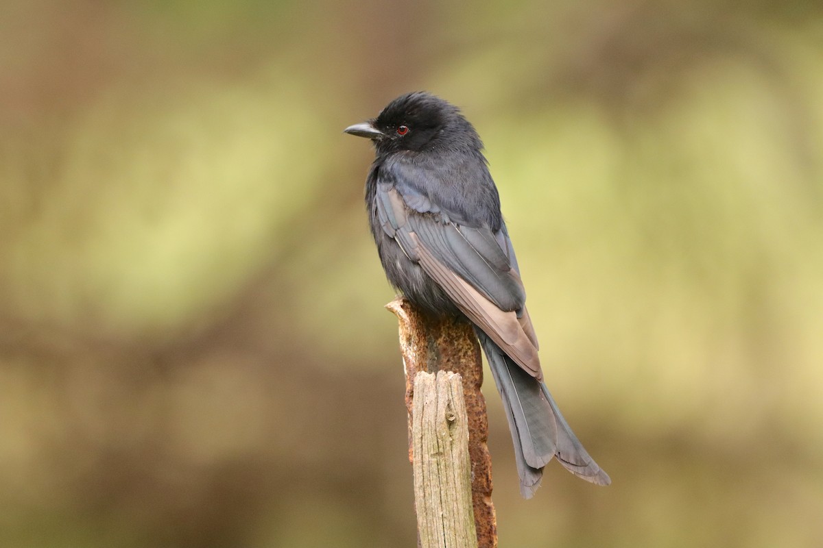 Fork-tailed Drongo - ML648683878