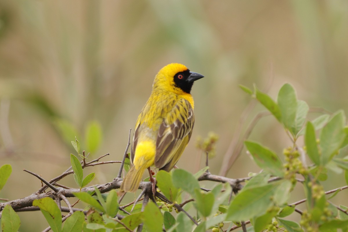 Southern Masked-Weaver - ML648683921