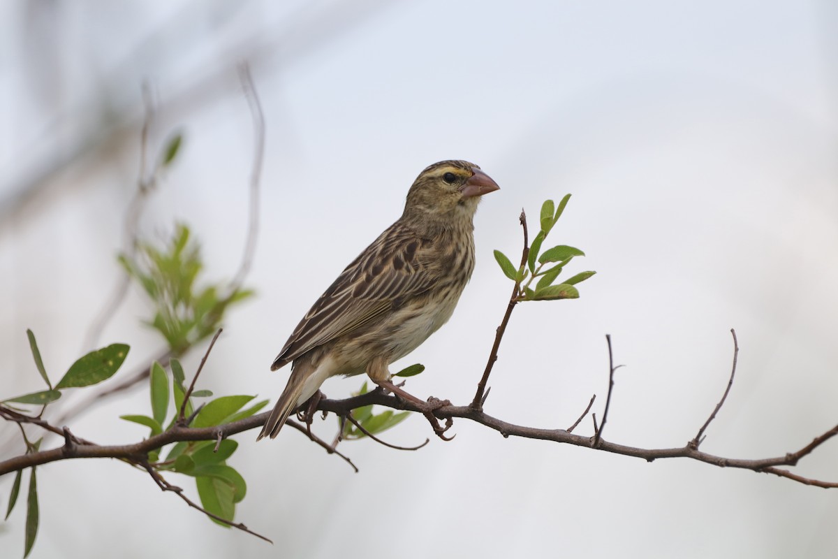 Southern Red Bishop - ML648683940
