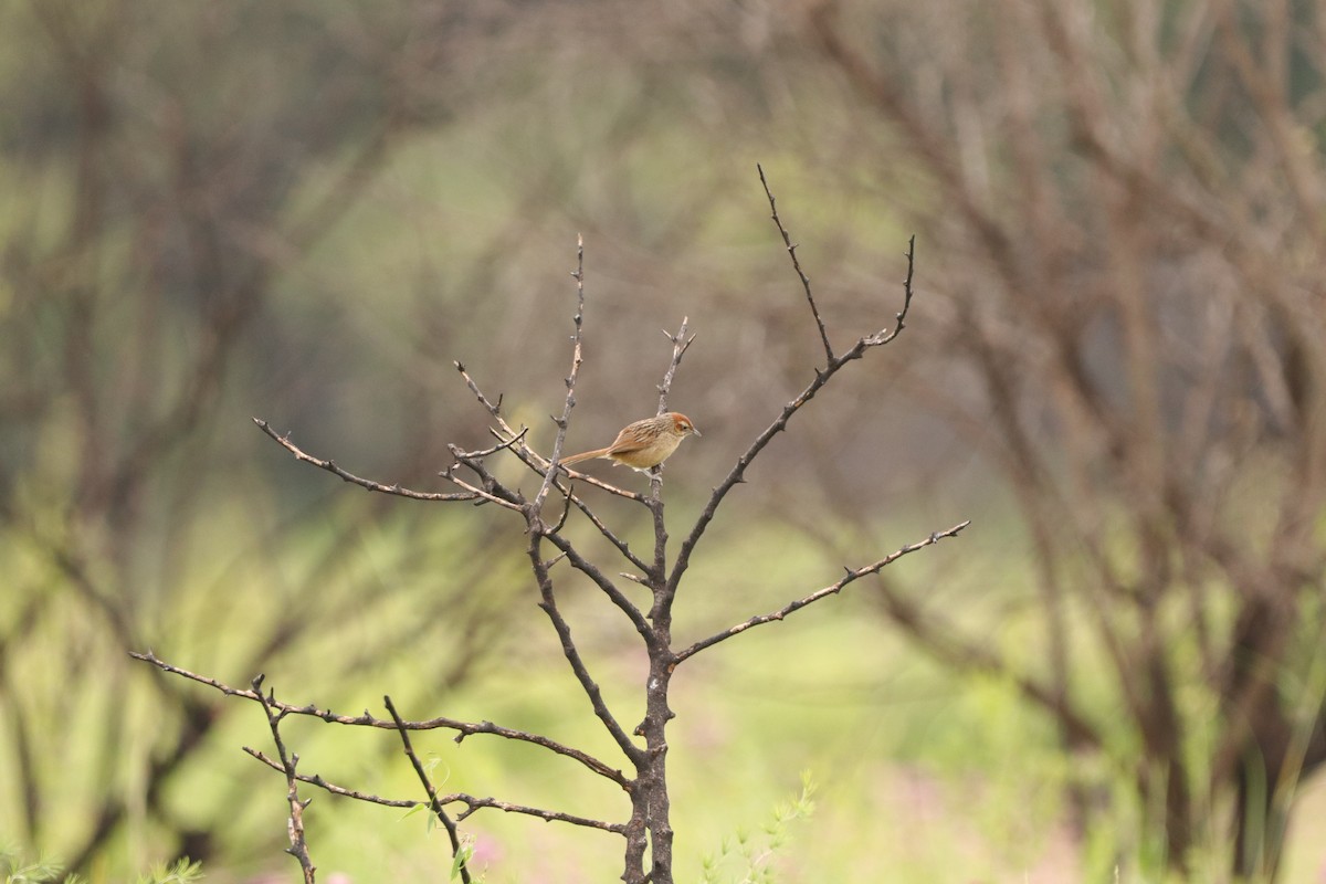 Cape Grassbird - ML648683963
