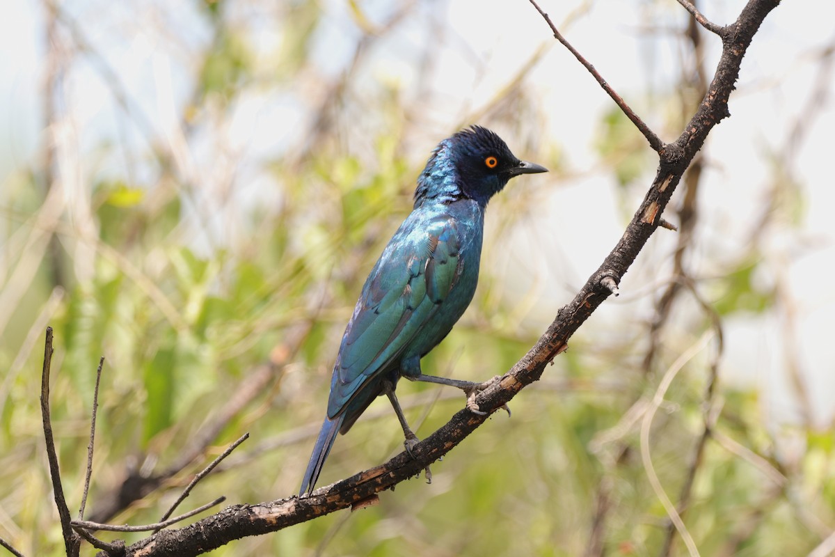 Cape Starling - ML648683971