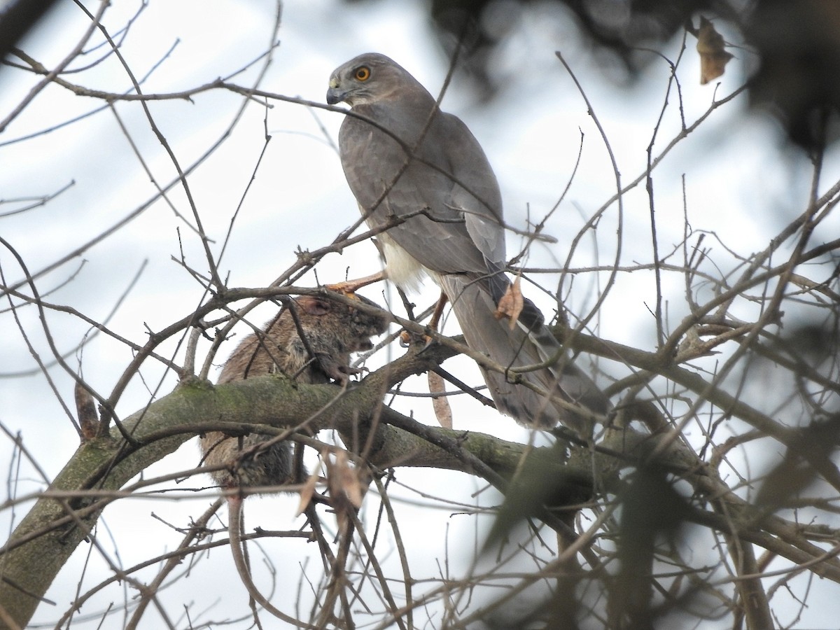 Shikra - ML648684352