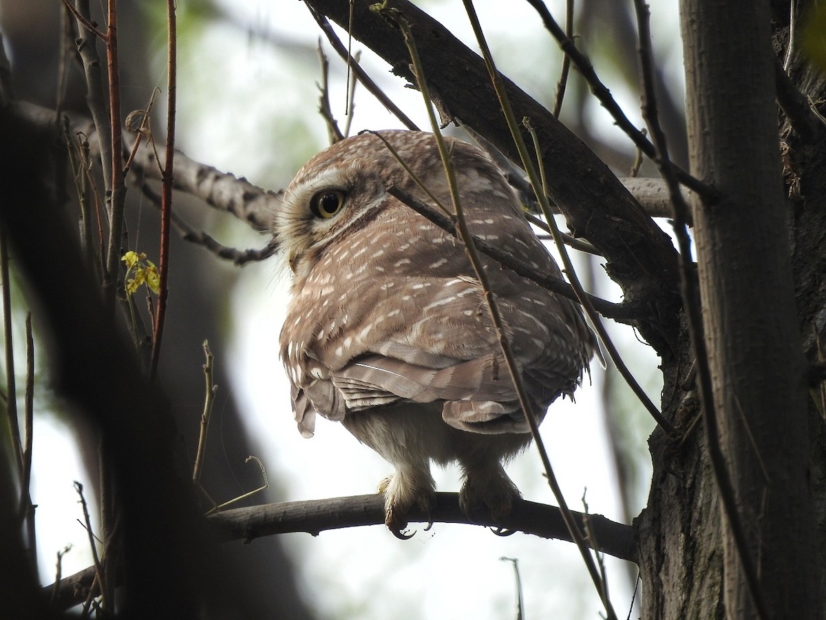 Spotted Owlet - ML648684358