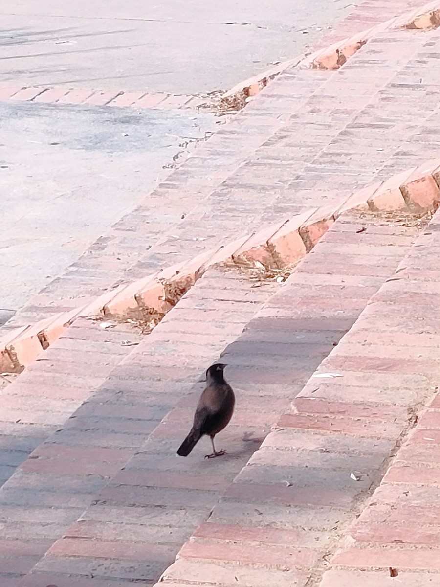 Common Myna - ML648684502