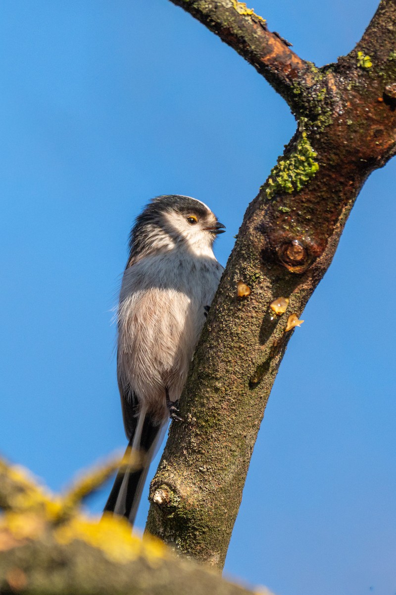 Синиця довгохвоста - ML648684608