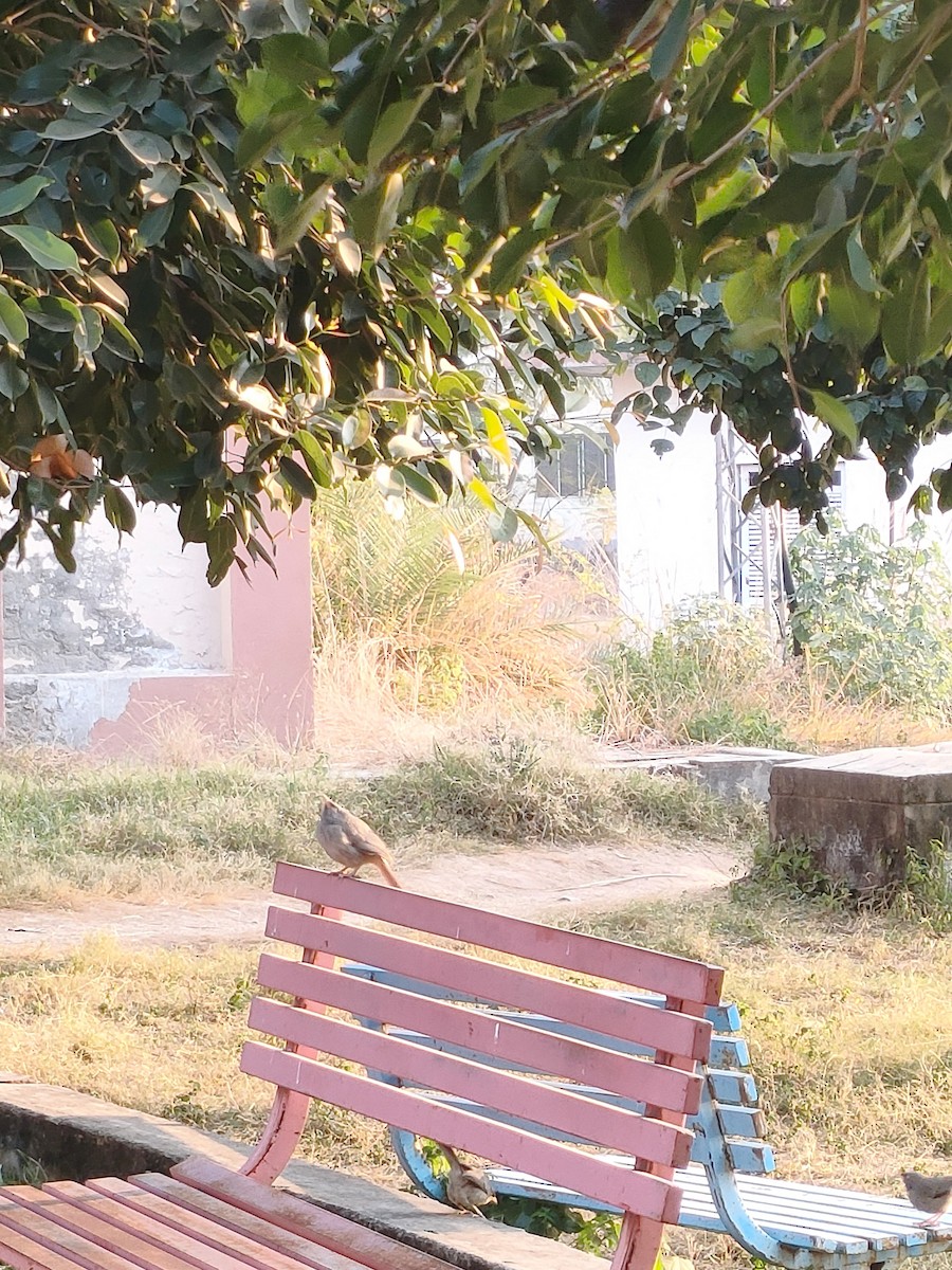 Jungle Babbler - ML648684652