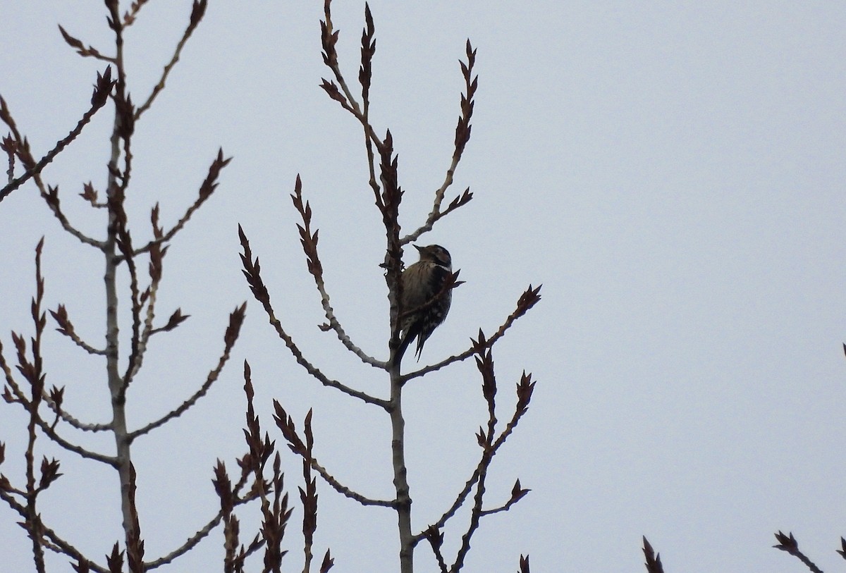 strakapoud malý - ML648684659