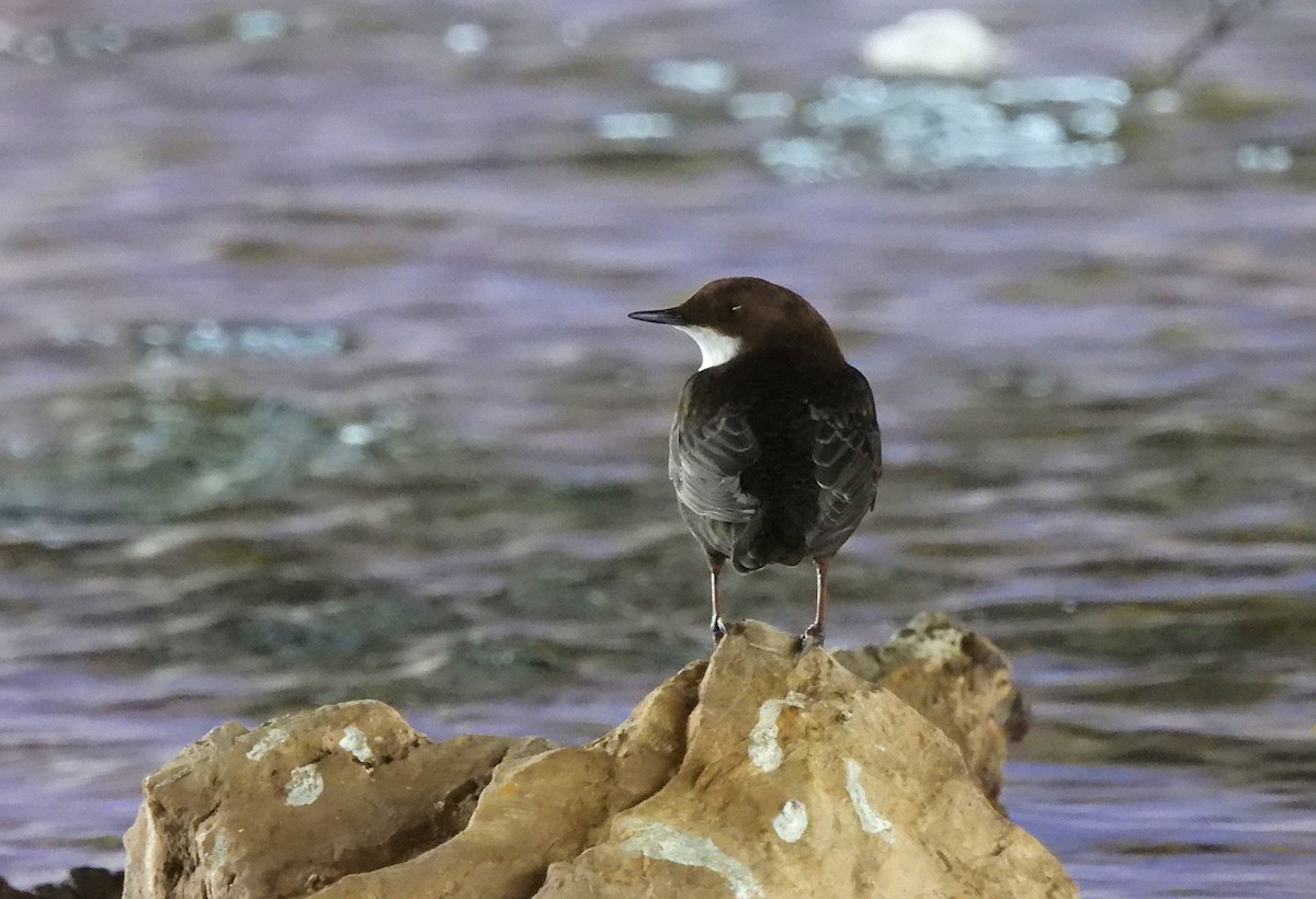 White-throated Dipper - Mario Alonso