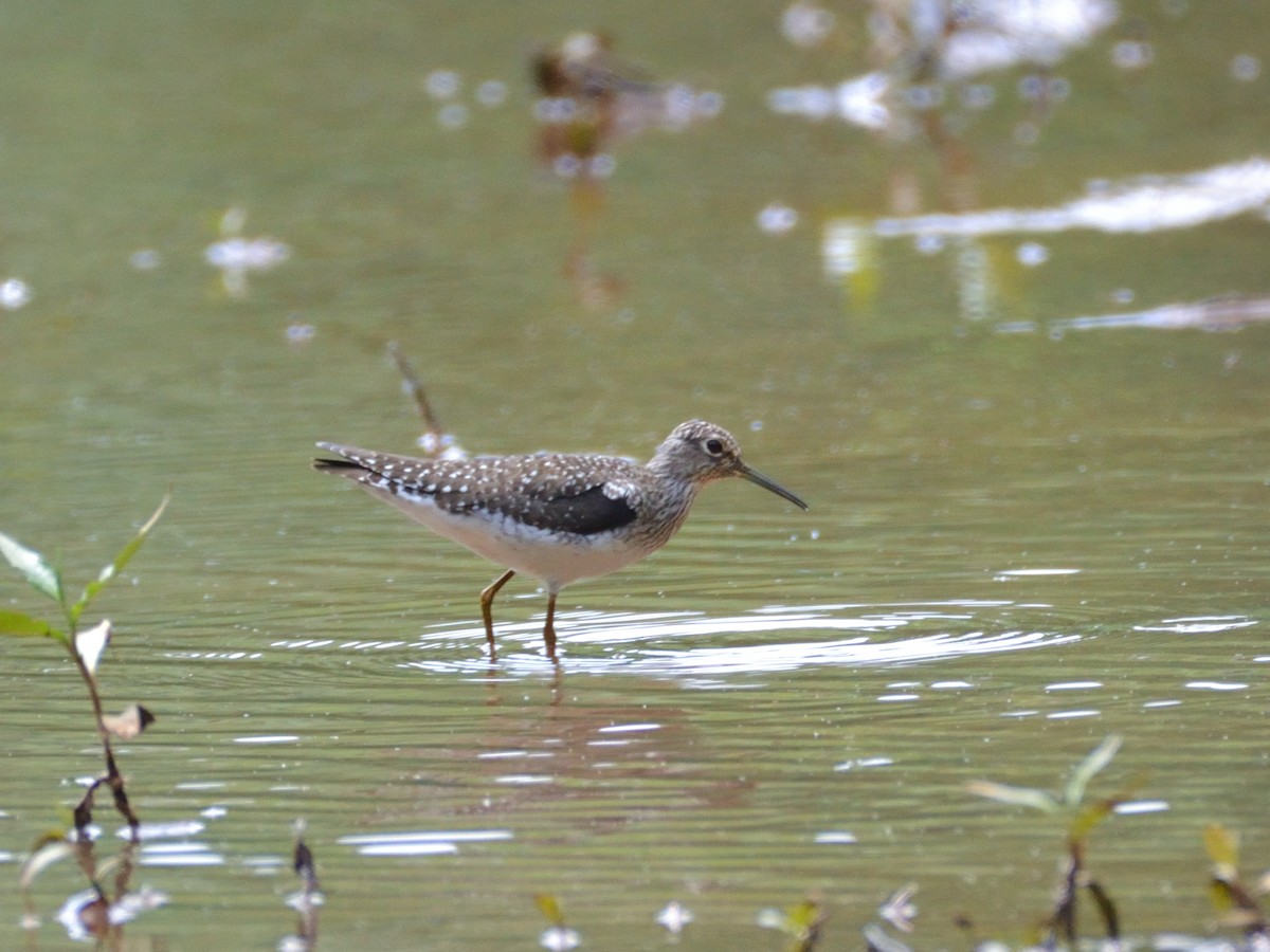 コシグロクサシギ - ML648684671