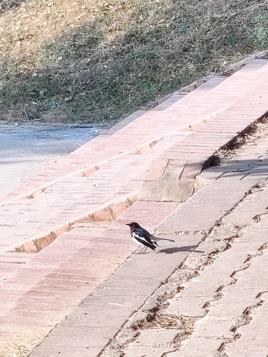 Oriental Magpie-Robin - ML648684765