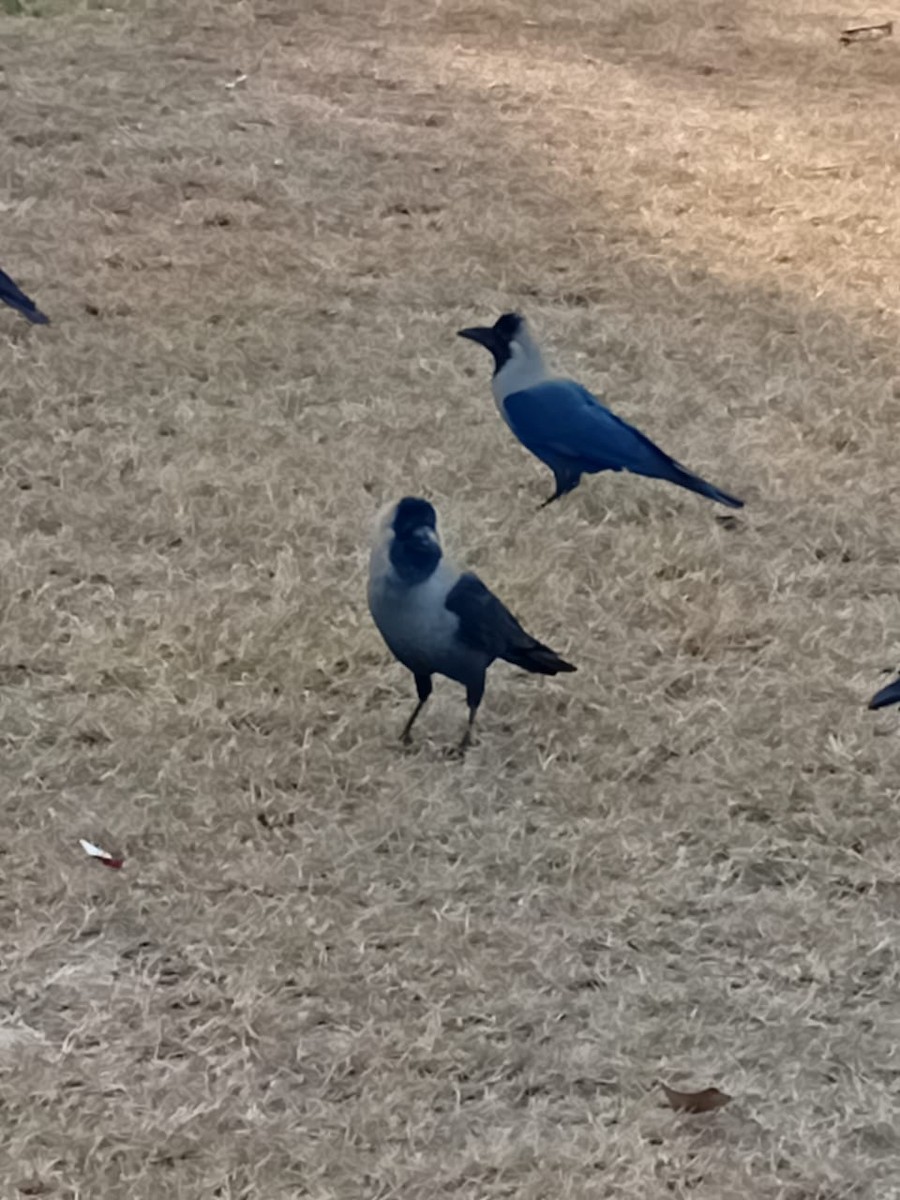 House Crow - ML648684818