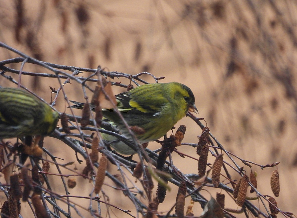 čížek lesní - ML648684851