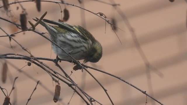 čížek lesní - ML648684855