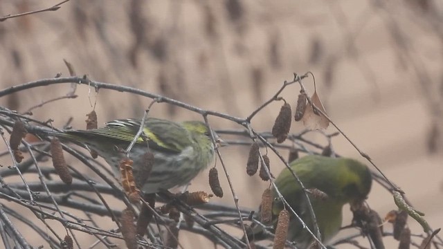 čížek lesní - ML648684856