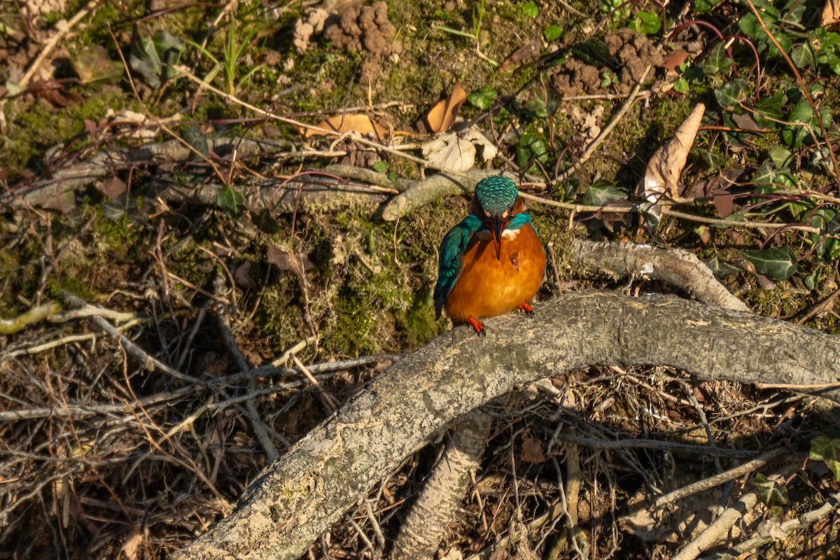 Рибалочка блакитний - ML648685136