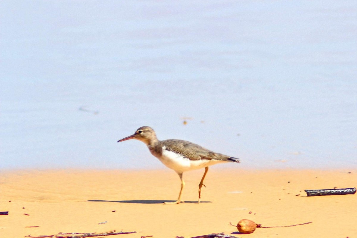 Spotted Sandpiper - ML648685156
