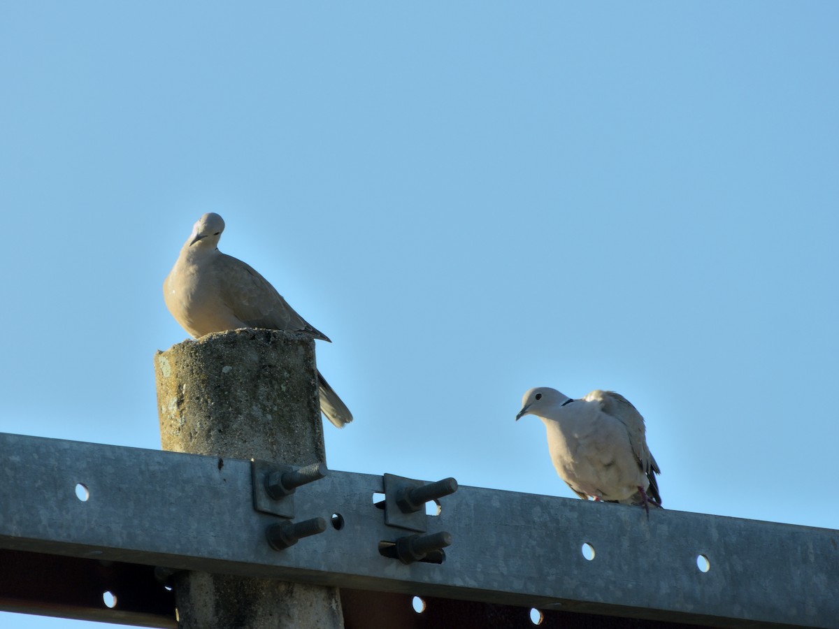 tyrkerdue - ML648685160