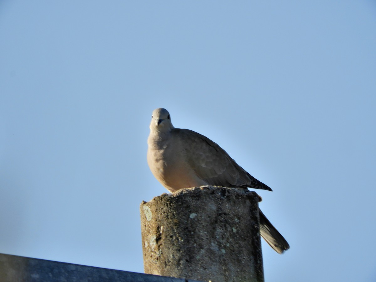 tyrkerdue - ML648685161