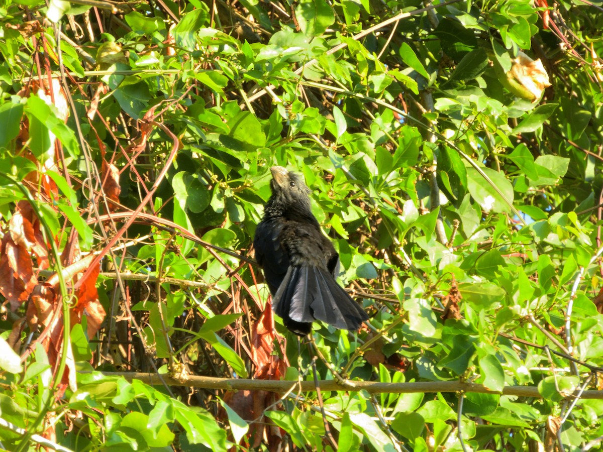 furenebbani - ML648685182