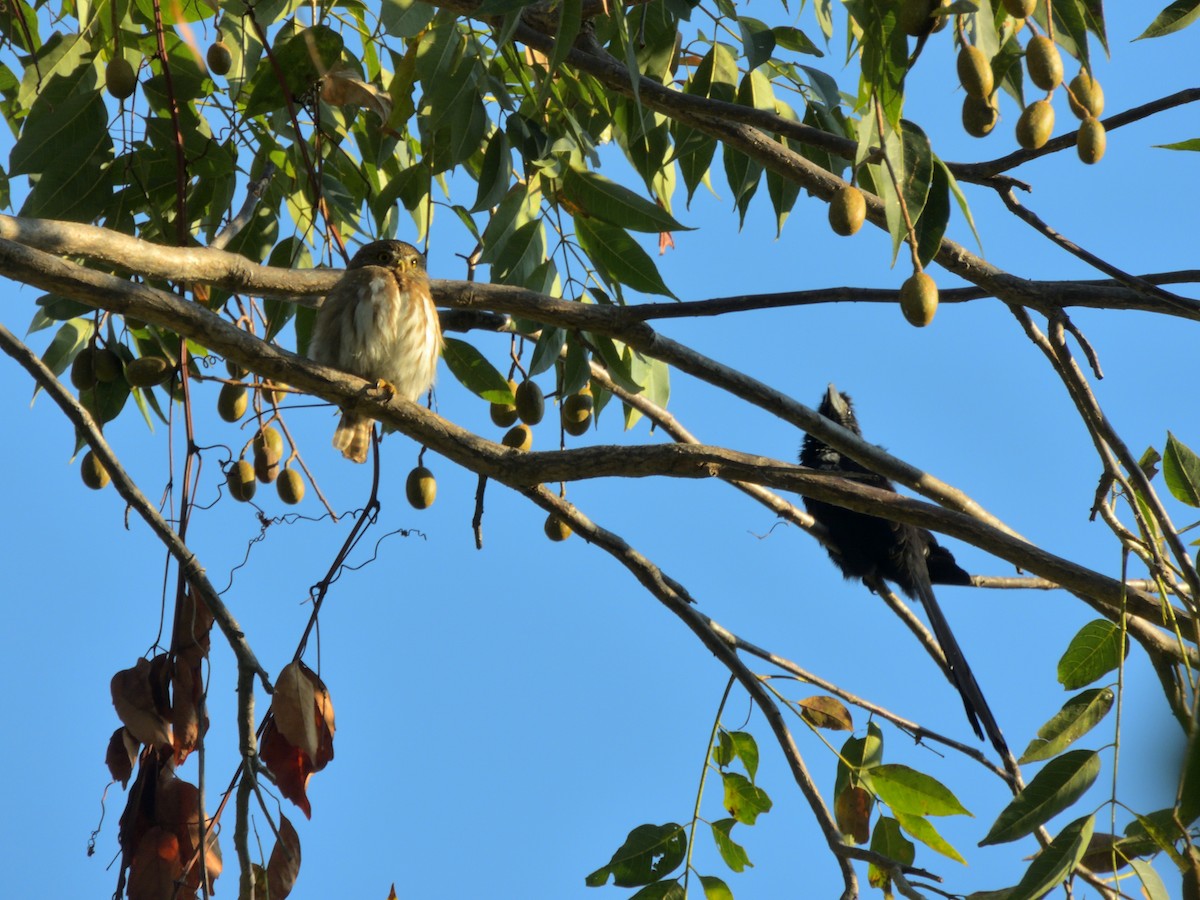 øgleugle - ML648685214