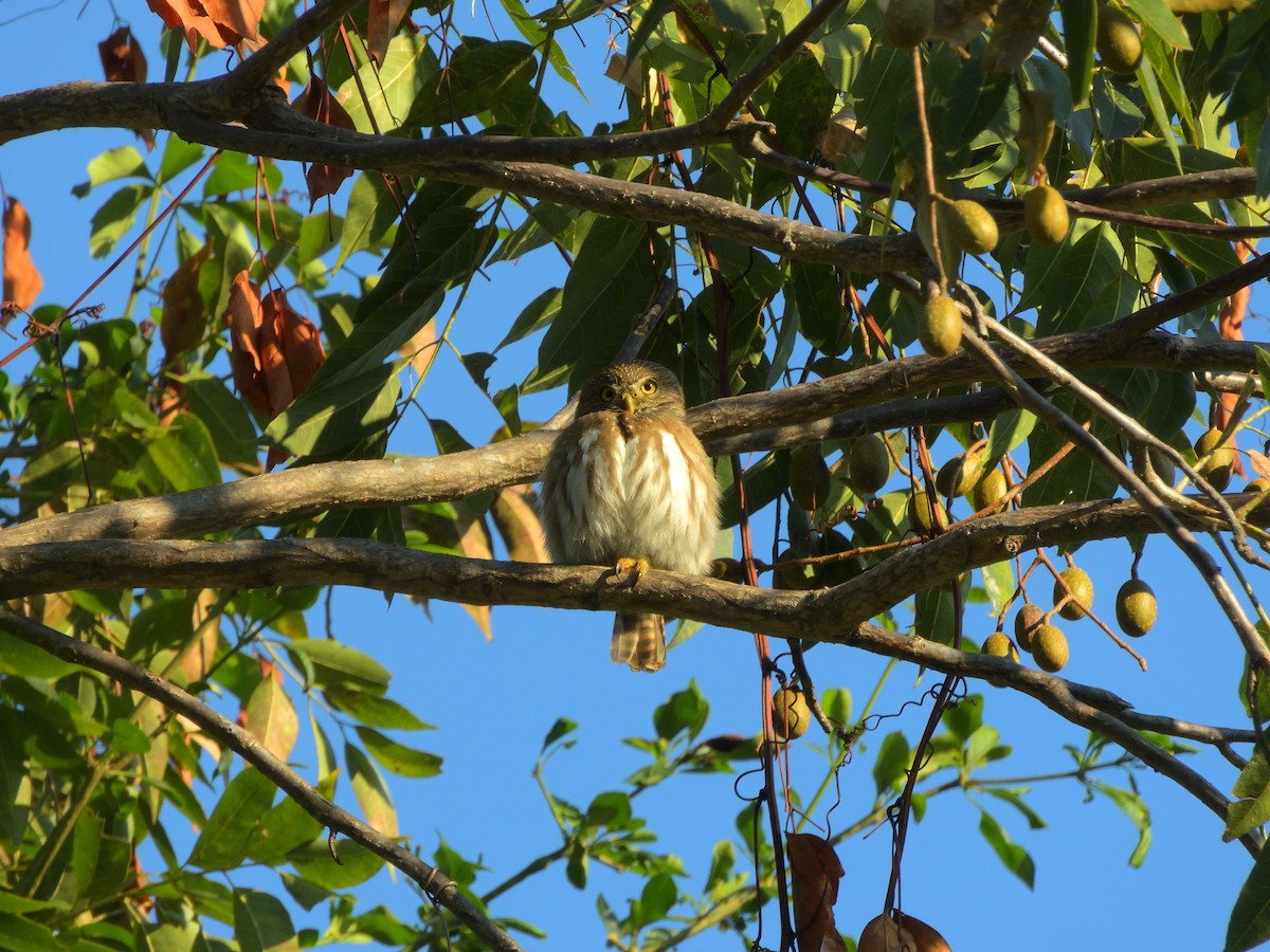 øgleugle - ML648685215