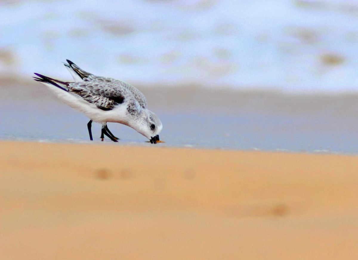 Sanderling - ML648685223