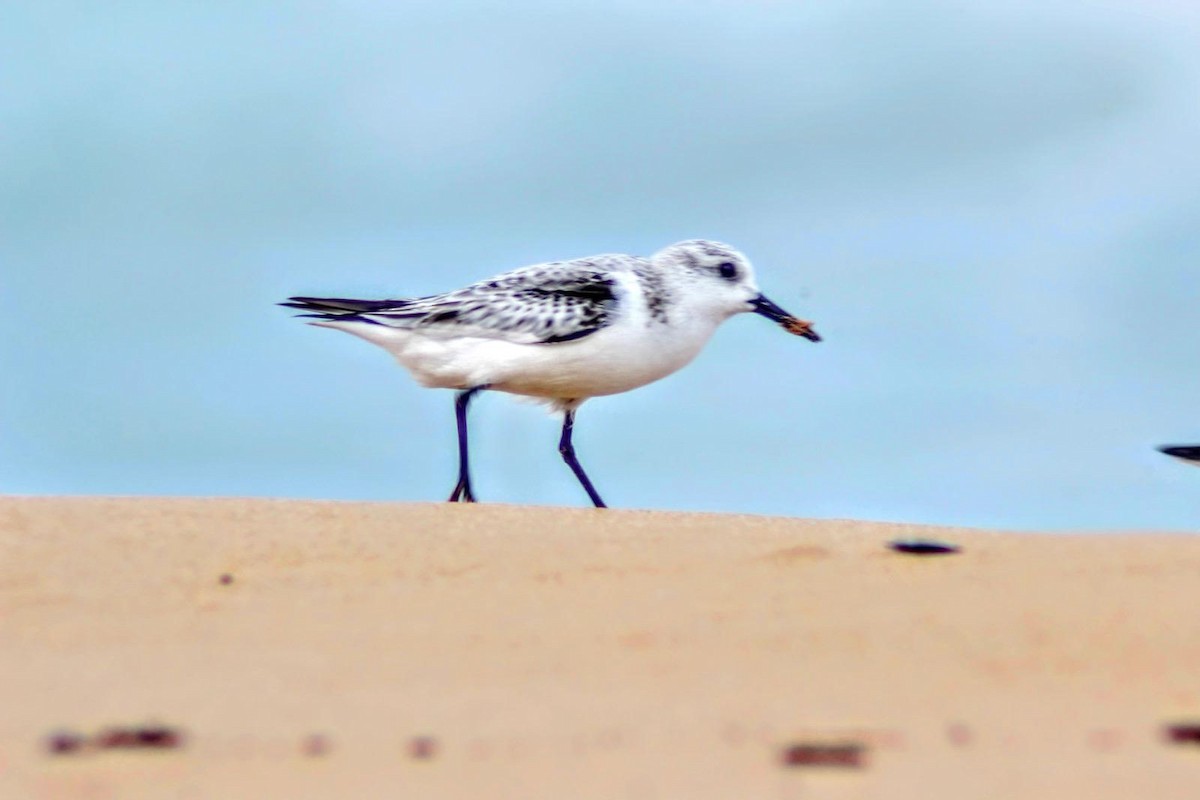 Sanderling - ML648685242